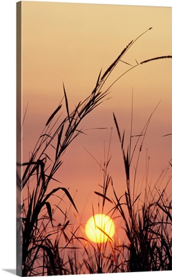Sunset, Colorful Purple Sky And Sun, Silhouetted Grass In Foreground