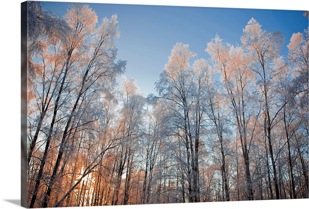 Photograph taken from the ground and looking up at birch trees that are illuminated by the sunset behind them.