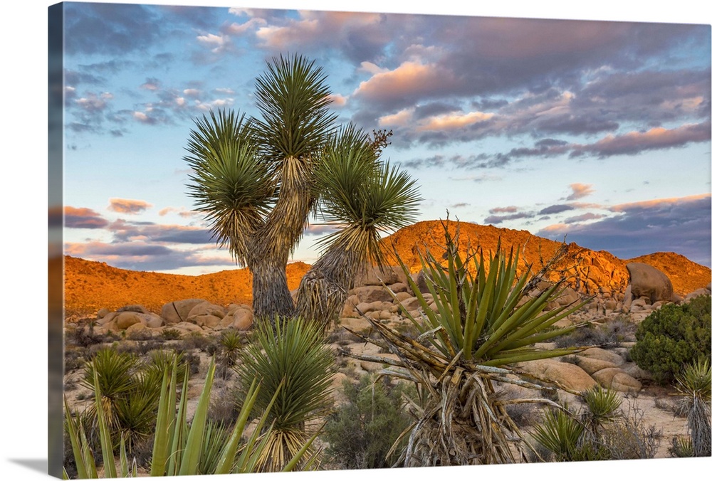 View of sunset on rock formation with Joshua tree (Yucca brevifolia) in the foreground, Joshua Tree National Park; Califor...