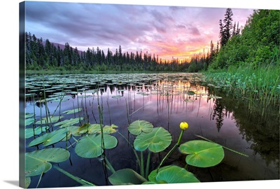 Sunset over an unnamed lake with water lilies along the Yellowhead Highway, Canada