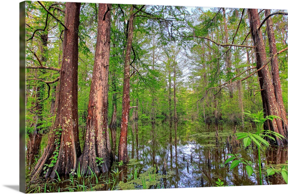 Swamp, Southern Louisiana, USA