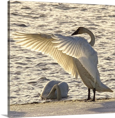 Swan Fanning Its Wings On The Ice Along The Tagish River, Yukon, Canada