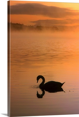 Swan in Lough Leane, Lakes Of Killarney, County Kerry, Ireland