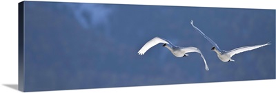 Swans Flying In Formation, Yukon, Canada