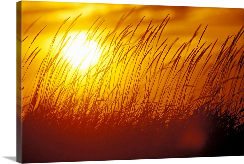 Sunset Grass Wall Art, Canvas Prints, Framed Prints, Wall Peels Great