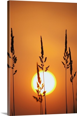 Tall Grass In A Sunset