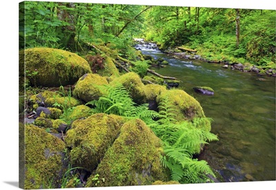 Tanner Creek In Columbia River Gorge National Scenic Area; Oregon, USA