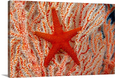 Thailand, Sea Star (Fromia Indica) On Gorgonian Coral