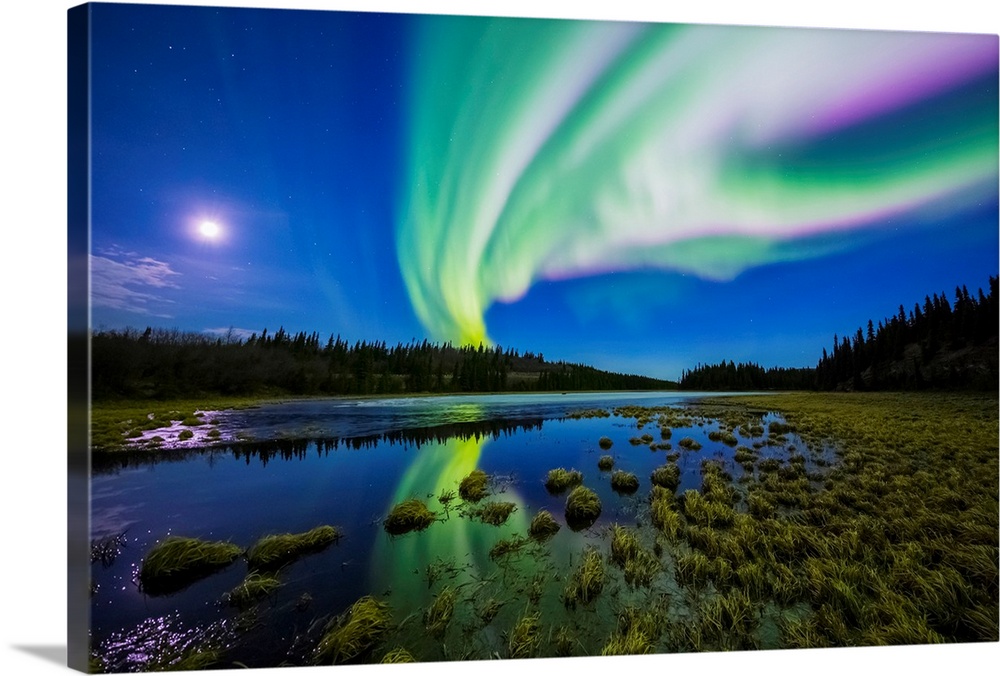 The aurora borealis competes against the moon in the night sky above a partially-thawed beaver pond in the spring; Alaska,...