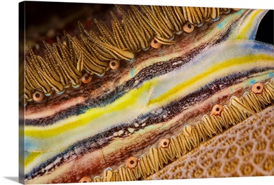 The brightly colored mantle and rows of tiny eyes of the coral-boring scallop