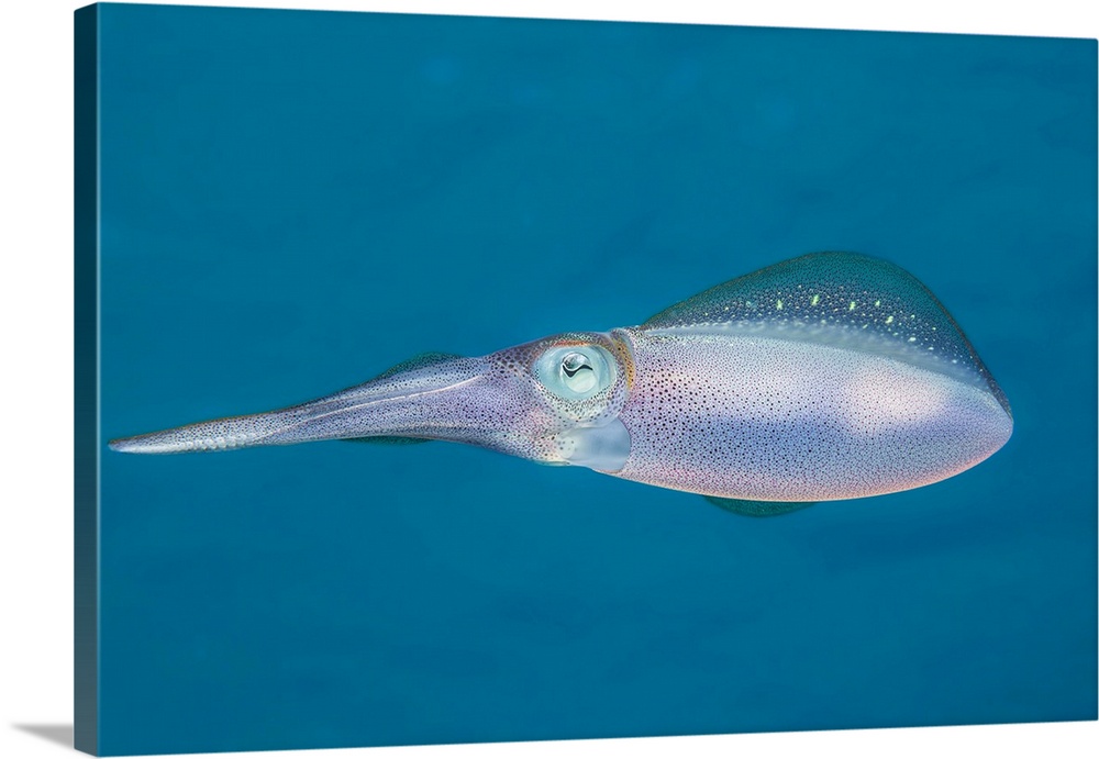 The Caribbean reef squid (sepioteuthis sepioidea) is commonly observed in shallow near shore water of the Caribbean, Bonai...