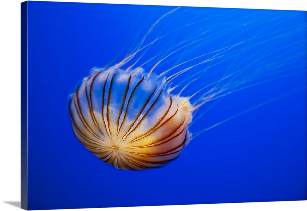 The compass jellyfish, Chrysaora hysoscella, Shot from an aquarium