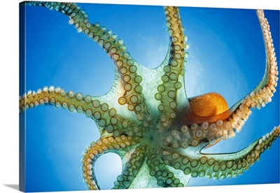 The Day Octopus, The Big Blue Octopus, From Hawaii To The Eastern Coast Of Africa