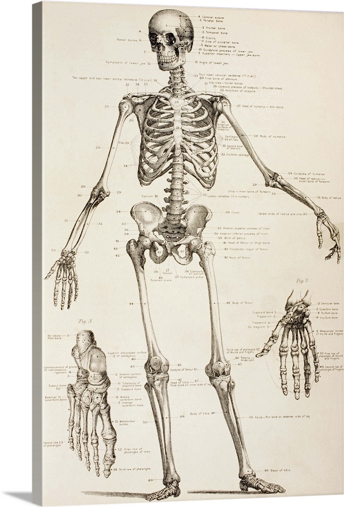The Human Skeleton. From The Household Physician, Published Circa 1890.