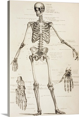 The Human Skeleton. From The Household Physician, Published Circa 1890