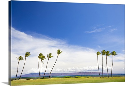The island of Lanai sits behind these palm trees; Molokai, Hawaii