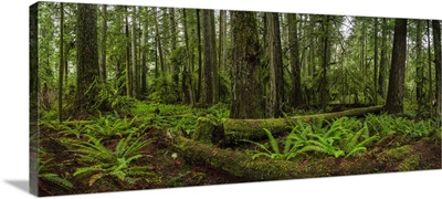 The Lush Rainforest Of Cathedral Grove, Macmillan Provincial Park, Vancouver Island