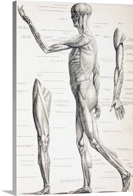 The Muscles Of The Human Body. From The Household Physician, Published C.1890
