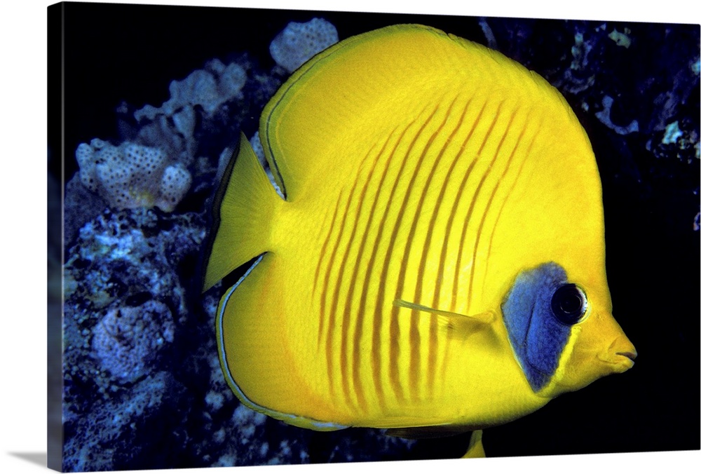 The Red Sea, Blue Cheeked Butterflyfish (Chaetodon Semilarvatus)