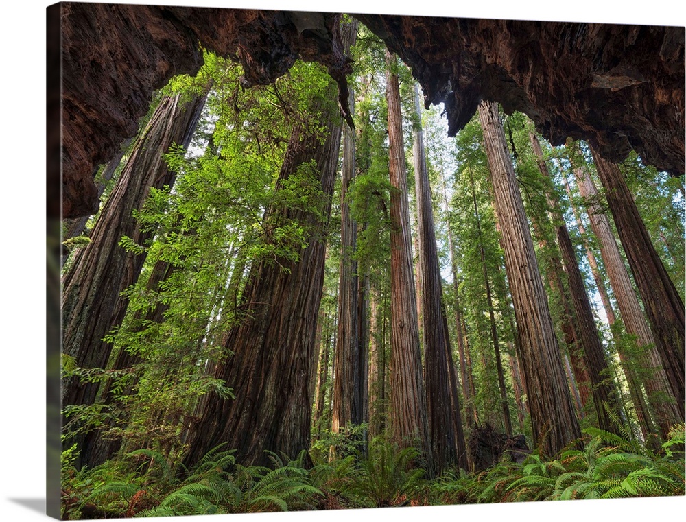 The Redwoods of northern California are an amazing place to explore. The trees stretch skyward for what seems an eternity;...