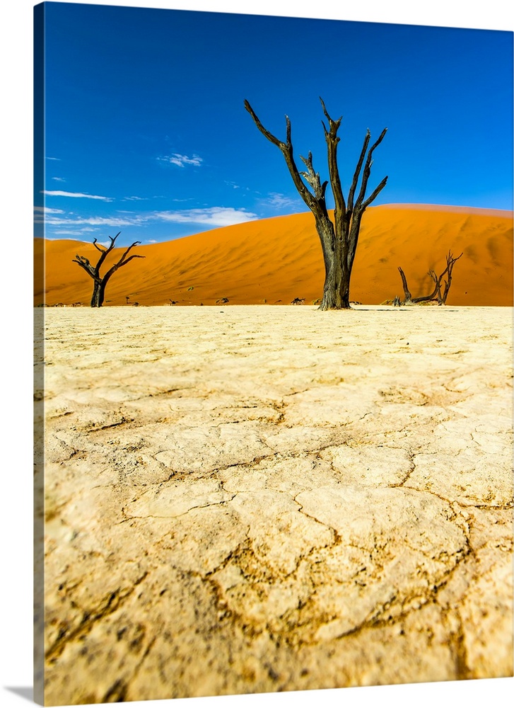 The salt pan of Deadvlei; Sossusvlei, Hardap Region, Namibia