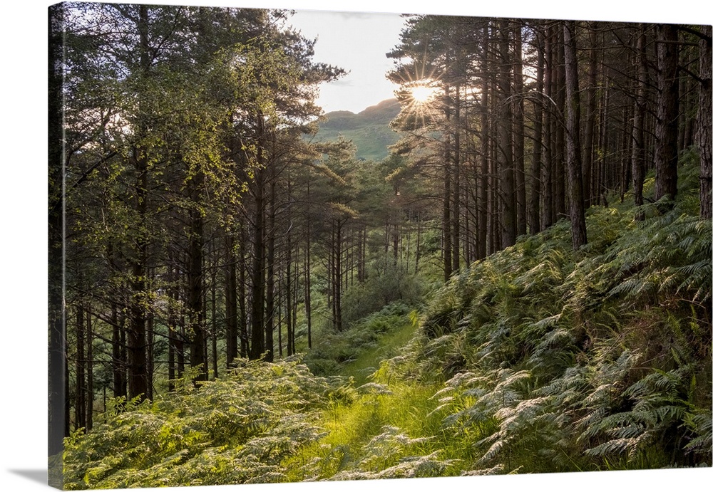 The sun bursts through trees lining a path near Inverie, Scotland Inverie, Scotland