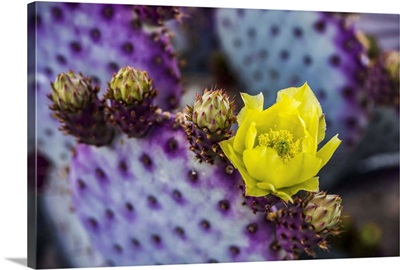 The Yellow Bloom Of A Prickly Pear Cactus Flower And Future Buds, Arizona