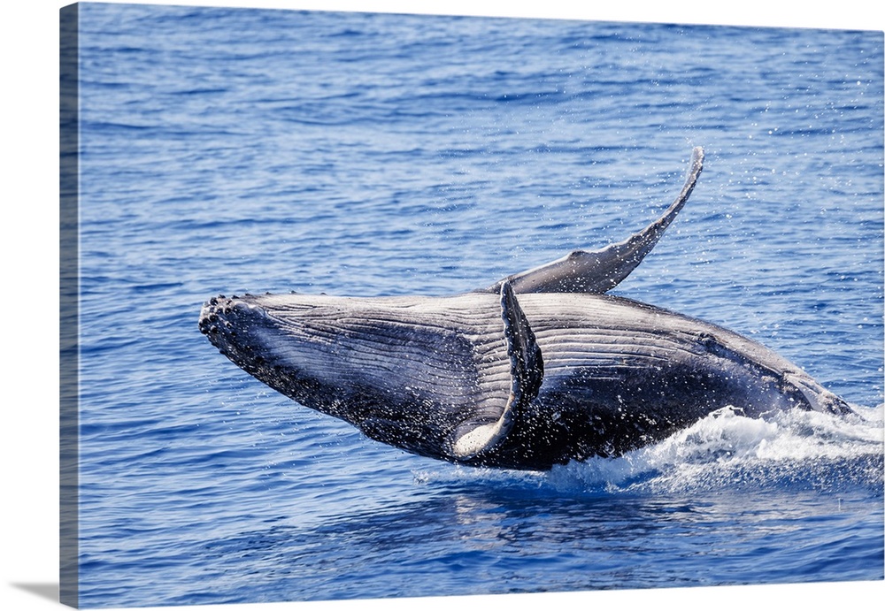 This breaching humpback whale calf (megaptera novaeangliae) was born in the 2022 season off Maui, Hawaii, united states of...