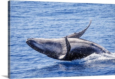 This Breaching Humpback Whale Calf Was Born In The 2022 Season Off Maui, Hawaii