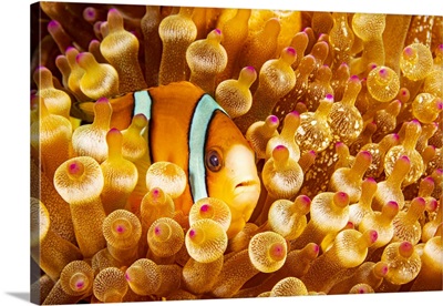 This Orange-Fin Anemonefish Is Pictured Hiding In It's Host Anemone, Philippines