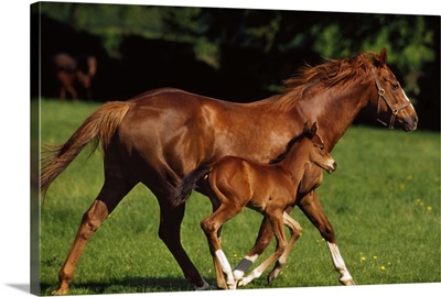 Thoroughbred Chestnut Mare and Foal, Ireland