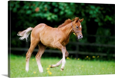 Thoroughbred Horse, National Stud, Ireland