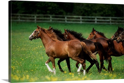 Thoroughbred Horses, Ireland