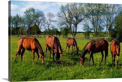 Thoroughbred Horses, Yearlings, Ireland