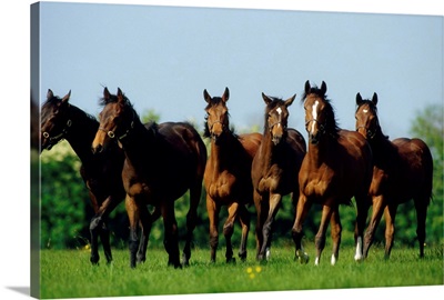 Thoroughbred Yearlings, County Meath, Ireland