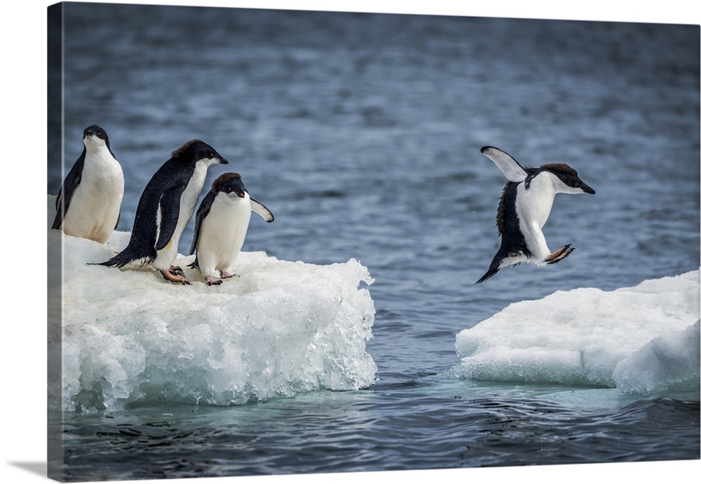 Three Adelie penguins (Pygoscelis adeliae) watch another jumping between two ice floes. They have black heads and backs wi...