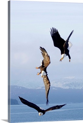 Three Bald Eagles In Mid-Air Conflict Over Kachemak Bay, Alaska