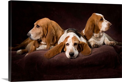 Three Basset Hounds On Brown Muslin Backdrop