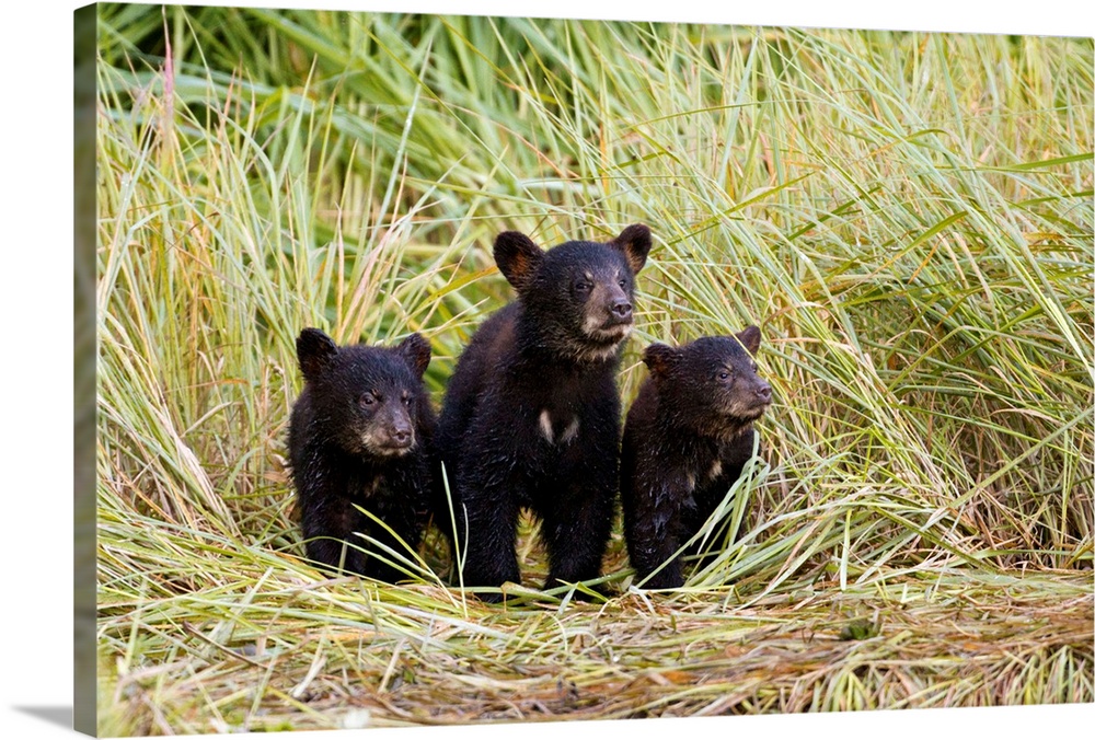 Three Black bear cubs from this year's litter stand together on a grass covered creek shore as their nearby mother fishes ...
