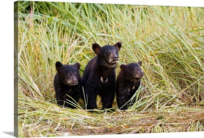 Three Black bear cubs sit on the grass covered shore of a creek at Allison Point, Valdez