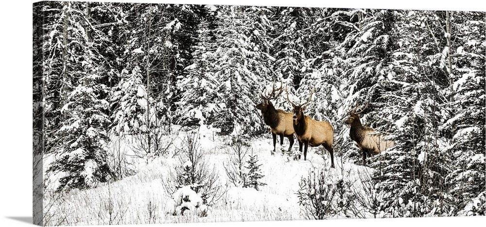 Three bull elk (cervus elaphus canadensis) standing in a snow-covered forest and looking at the camera during winter in Ba...