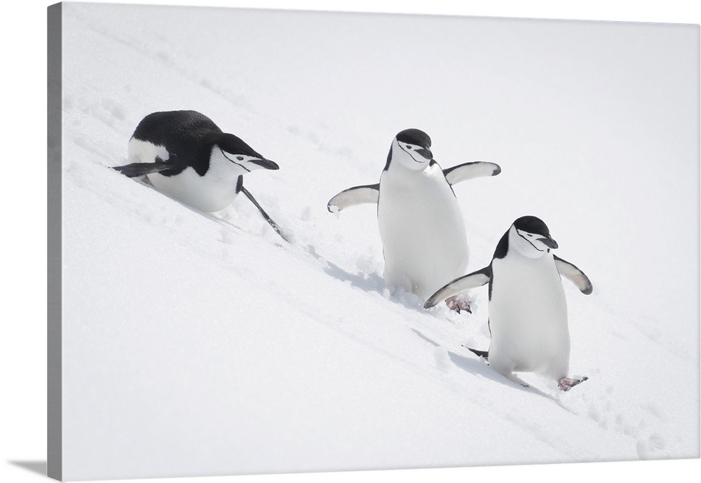 Three chinstrap penguins (pygoscelis antarcticus) slide down snowy hill, antarctica.