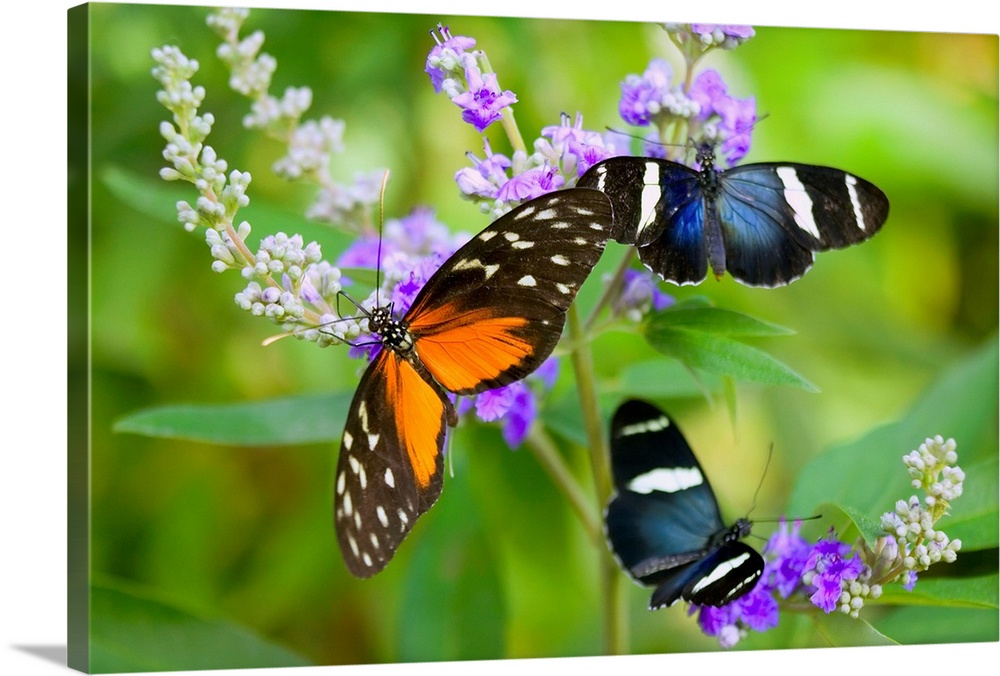 Three Colorful Butterflies On Blossoms In Spring; Oregon, USA