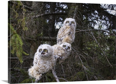 Three Great Horned Owl Chicks In A Tree; Edmonton, Alberta, Canada