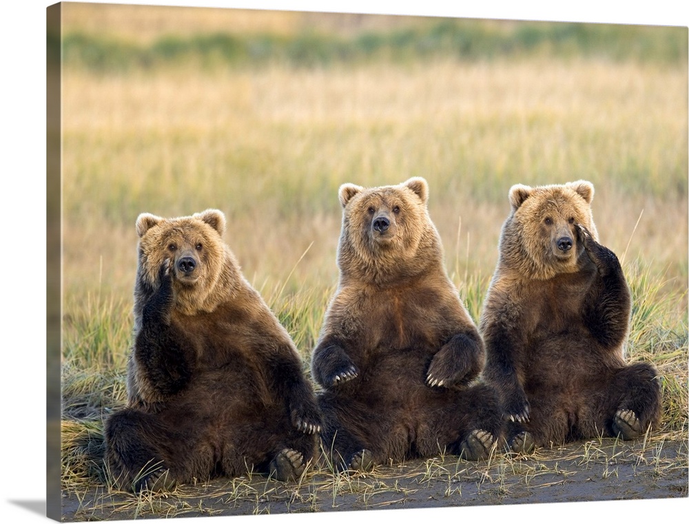 Brown bears sitting up with each other contemplating the mysteries of the universe or what to have for lunch in this natur...