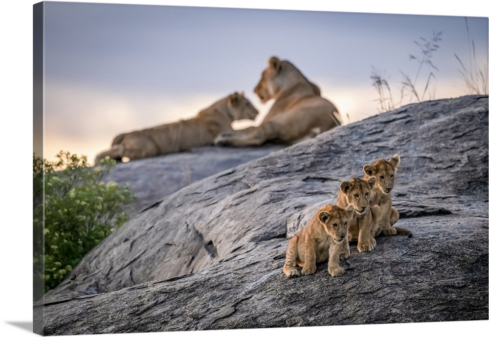 Three lion cubs (Panthera leo) sitting on a rock looking out with two lionesses in the background at dusk, Serengeti; Tanz...