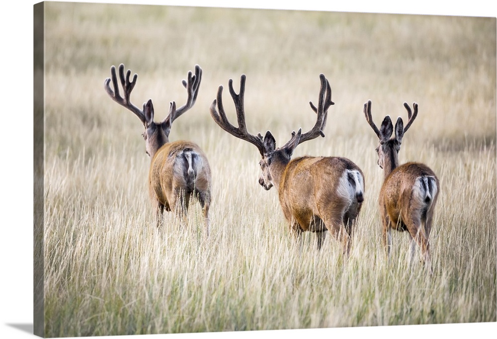 Rear view of three Mule deer bucks (Odocoileus hemionus) standing in a grass field; Steamboat Springs, Colorado, United St...