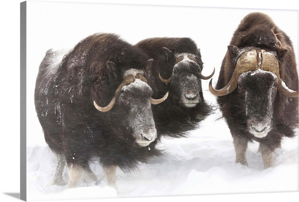 A bull muskoxen and 2 cows look at camera during a winter storm of swirling snow.  Captive.  Southcentral Alaska.  Good wh...