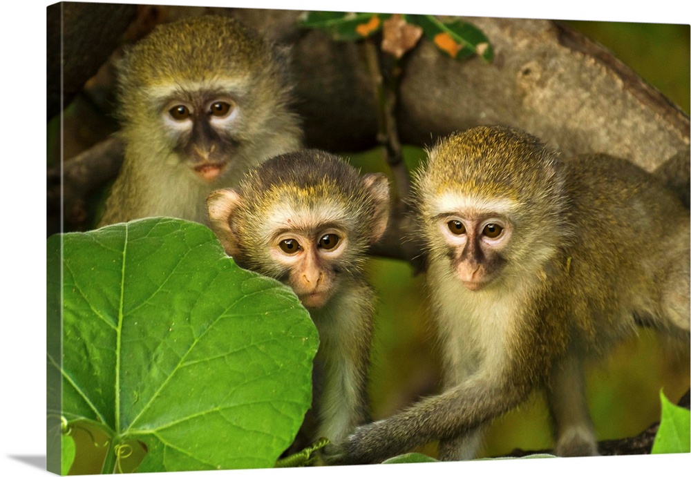 Three vervet monkeys in a leafy tree.