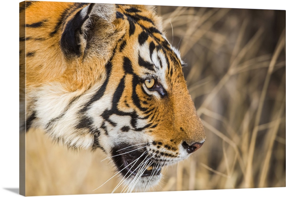 Tiger (Panthera tigris) in the wild, Ranthambhore National Park, Northern India; Rajasthan, India